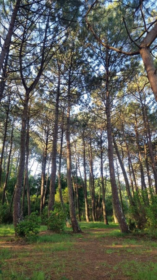Cocon Du Lac Mobilhome 3 Chambres,6 Pers,Camping Mayotte 5 Etoiles Biscarrosse Landes Экстерьер фото